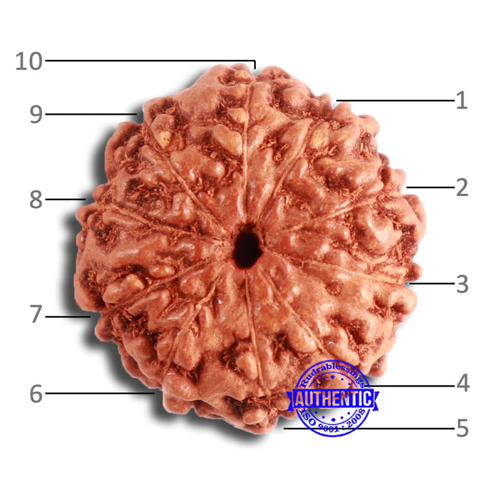 10 Mukhi Rudraksha from Indonesia - Bead No. 98