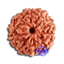 Load image into Gallery viewer, 10 Mukhi Rudraksha from Indonesia - Bead No. 98
