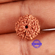 Load image into Gallery viewer, 10 Mukhi Rudraksha from Indonesia - Bead No. 98
