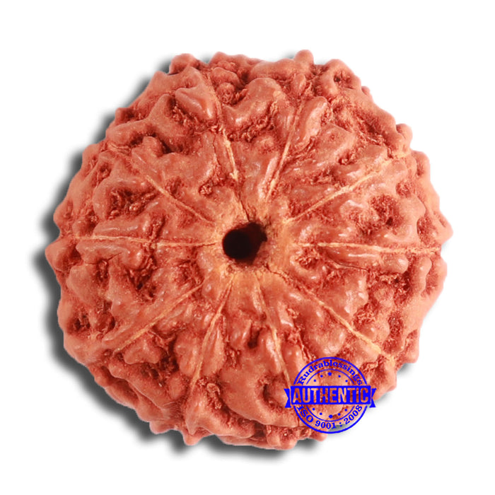 10 Mukhi Rudraksha from Indonesia - Bead No. 99