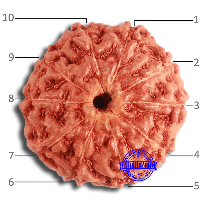 10 Mukhi Rudraksha from Indonesia - Bead No. 99