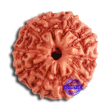 Load image into Gallery viewer, 10 Mukhi Rudraksha from Indonesia - Bead No. 99
