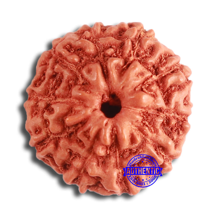 10 Mukhi Rudraksha from Indonesia - Bead No. 99