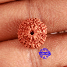 Load image into Gallery viewer, 10 Mukhi Rudraksha from Indonesia - Bead No. 99
