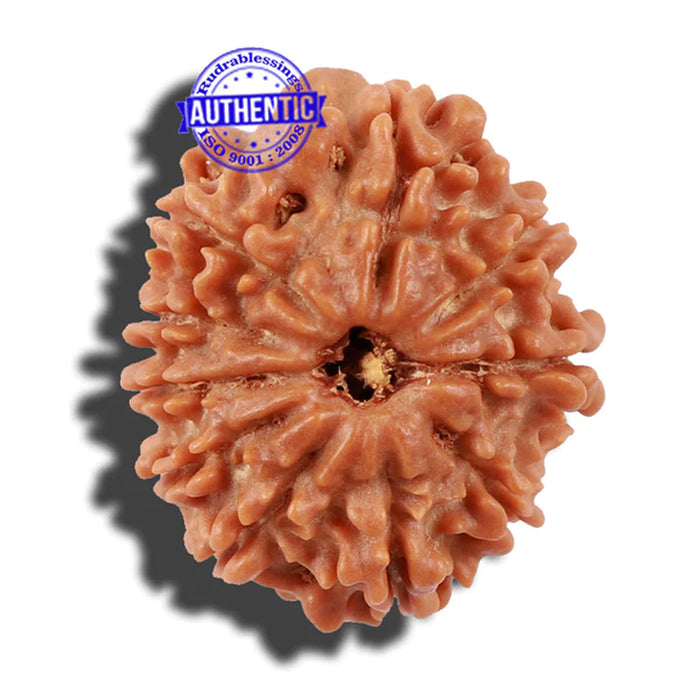 10 Mukhi Nepalese Rudraksha - Bead No 24