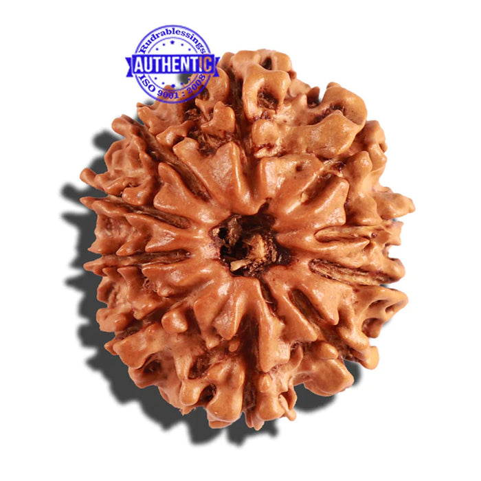 10 Mukhi Nepalese Rudraksha - Bead No. 259