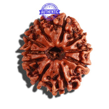 Load image into Gallery viewer, 10 Mukhi Nepalese Rudraksha - Bead No. 287

