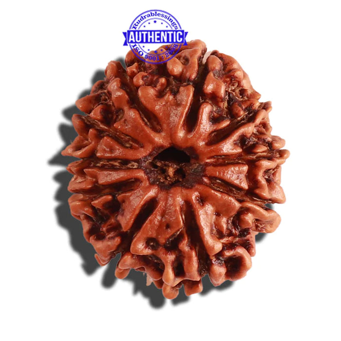 10 Mukhi Nepalese Rudraksha - Bead No. 287