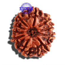 Load image into Gallery viewer, 10 Mukhi Nepalese Rudraksha - Bead No 304
