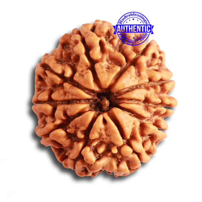 10 Mukhi Nepalese Rudraksha - Bead No. 343
