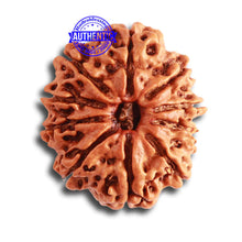 Load image into Gallery viewer, 10 Mukhi Nepalese Rudraksha - Bead No 345
