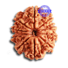 Load image into Gallery viewer, 10 Mukhi Nepalese Rudraksha - Bead No. 348
