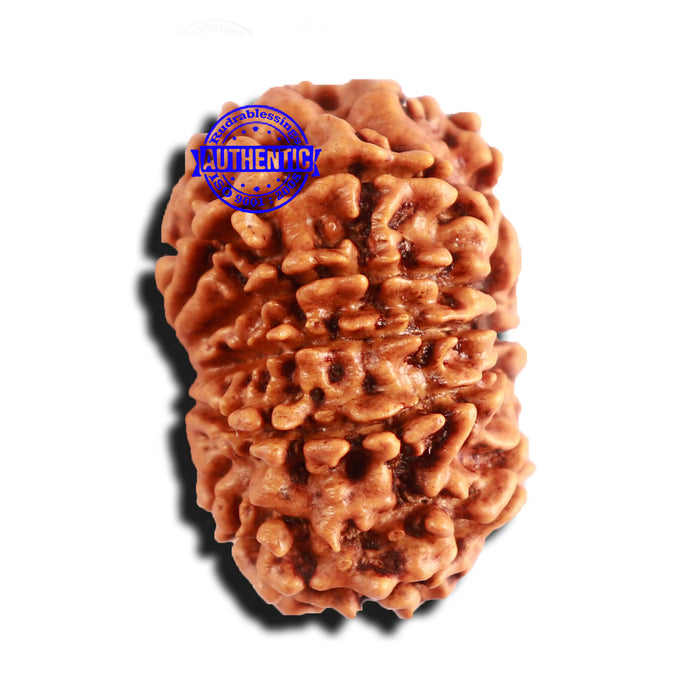 10 Mukhi Nepalese Rudraksha - Bead No 282