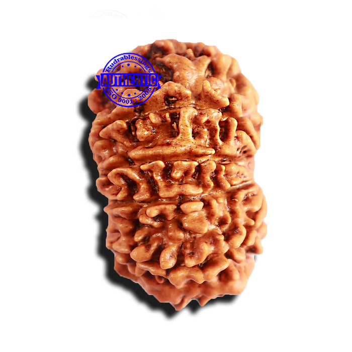 10 Mukhi Nepalese Rudraksha - Bead No 282