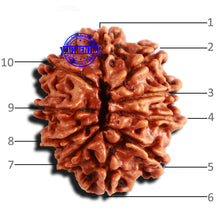 Load image into Gallery viewer, 10 Mukhi Nepalese Rudraksha - Bead No 283
