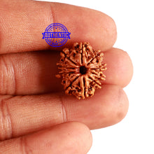 Load image into Gallery viewer, 10 Mukhi Nepalese Rudraksha - Bead No 283
