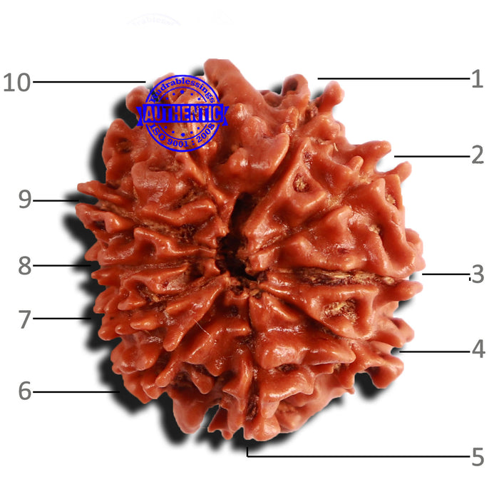 10 Mukhi Nepalese Rudraksha - Bead No 284