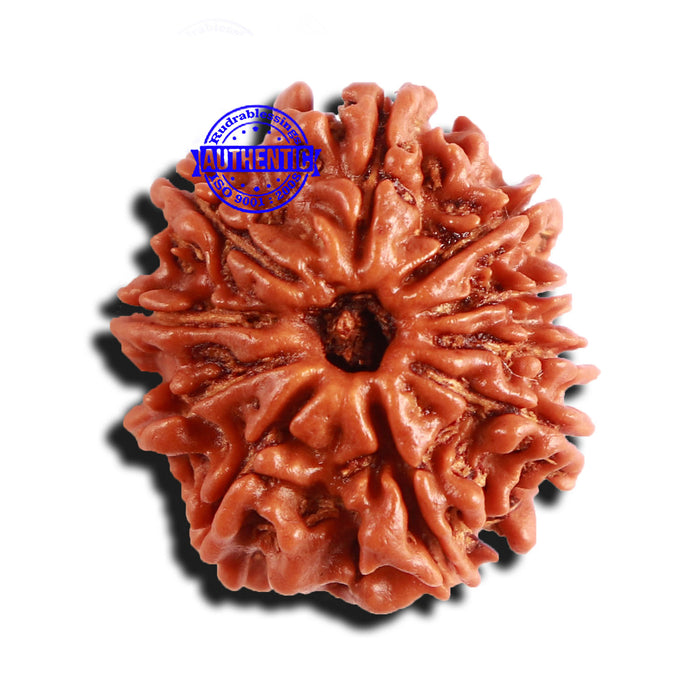 10 Mukhi Nepalese Rudraksha - Bead No 284