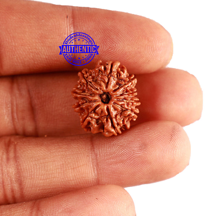 10 Mukhi Nepalese Rudraksha - Bead No 284