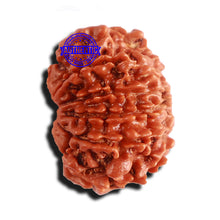 Load image into Gallery viewer, 10 Mukhi Nepalese Rudraksha - Bead No 284
