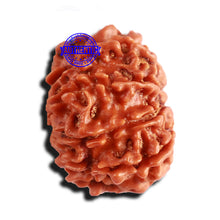 Load image into Gallery viewer, 10 Mukhi Nepalese Rudraksha - Bead No 284

