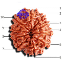 Load image into Gallery viewer, 10 Mukhi Nepalese Rudraksha - Bead No. 299

