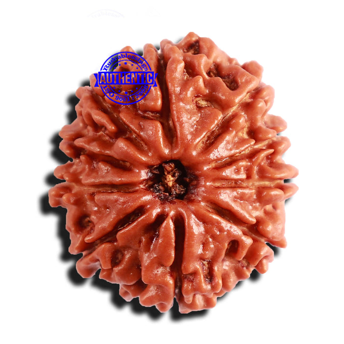 10 Mukhi Nepalese Rudraksha - Bead No. 299