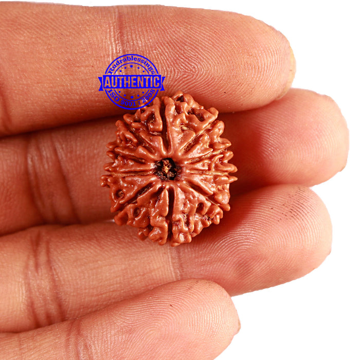 10 Mukhi Nepalese Rudraksha - Bead No. 299