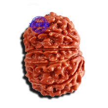 Load image into Gallery viewer, 10 Mukhi Nepalese Rudraksha - Bead No. 299
