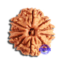 Load image into Gallery viewer, 10 Mukhi Nepalese Rudraksha - Bead No. 361
