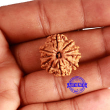 Load image into Gallery viewer, 10 Mukhi Nepalese Rudraksha - Bead No. 361
