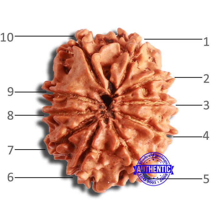 10 Mukhi Nepalese Rudraksha - Bead No. 362