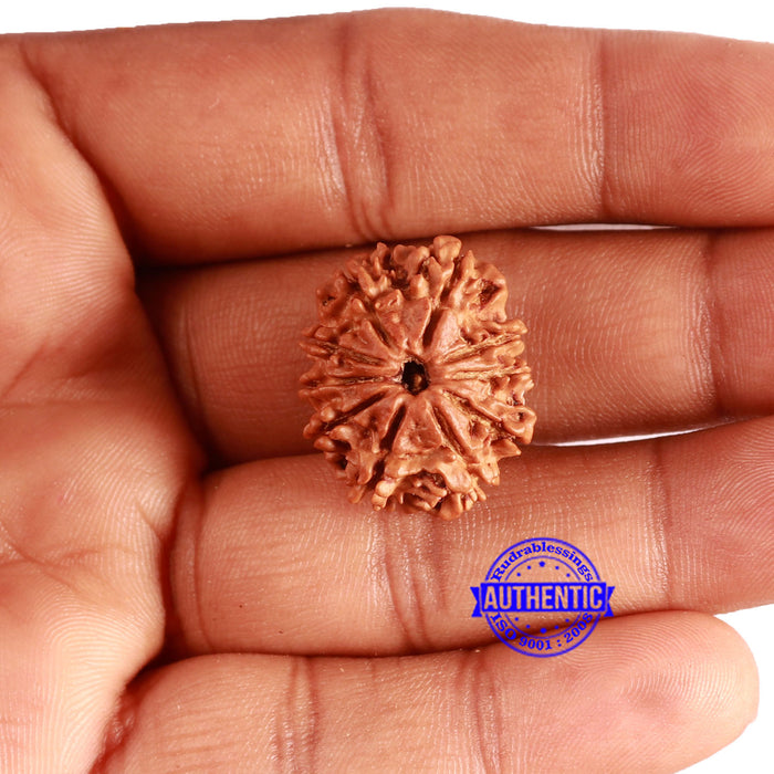 10 Mukhi Nepalese Rudraksha - Bead No. 362