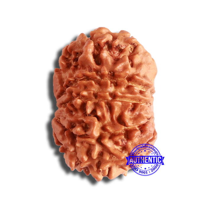 10 Mukhi Nepalese Rudraksha - Bead No. 362