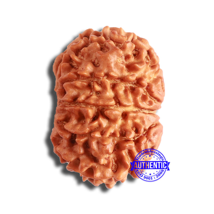 10 Mukhi Nepalese Rudraksha - Bead No. 362