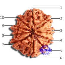Load image into Gallery viewer, 10 Mukhi Nepalese Rudraksha - Bead No. 363
