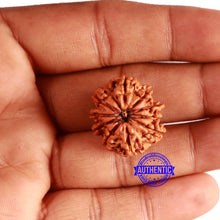Load image into Gallery viewer, 10 Mukhi Nepalese Rudraksha - Bead No. 363

