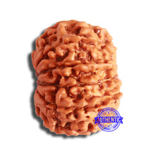 Load image into Gallery viewer, 10 Mukhi Nepalese Rudraksha - Bead No. 363
