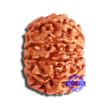 Load image into Gallery viewer, 10 Mukhi Nepalese Rudraksha - Bead No. 363
