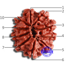 Load image into Gallery viewer, 10 Mukhi Nepalese Rudraksha - Bead No. 364
