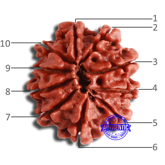 10 Mukhi Nepalese Rudraksha - Bead No. 364