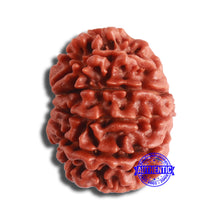 Load image into Gallery viewer, 10 Mukhi Nepalese Rudraksha - Bead No. 364
