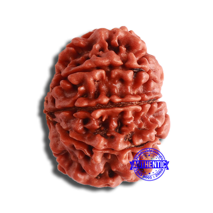 10 Mukhi Nepalese Rudraksha - Bead No. 364