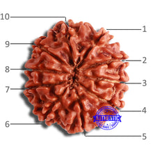 Load image into Gallery viewer, 10 Mukhi Nepalese Rudraksha - Bead No. 365
