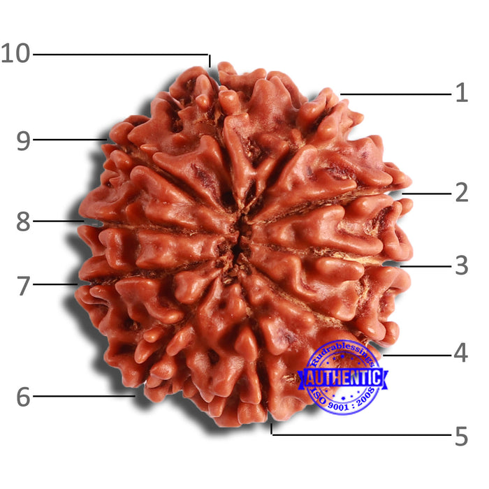 10 Mukhi Nepalese Rudraksha - Bead No. 365