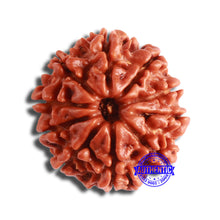 Load image into Gallery viewer, 10 Mukhi Nepalese Rudraksha - Bead No. 365
