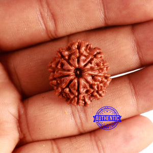 10 Mukhi Nepalese Rudraksha - Bead No. 365