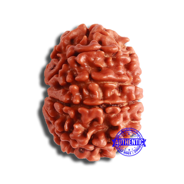 10 Mukhi Nepalese Rudraksha - Bead No. 365