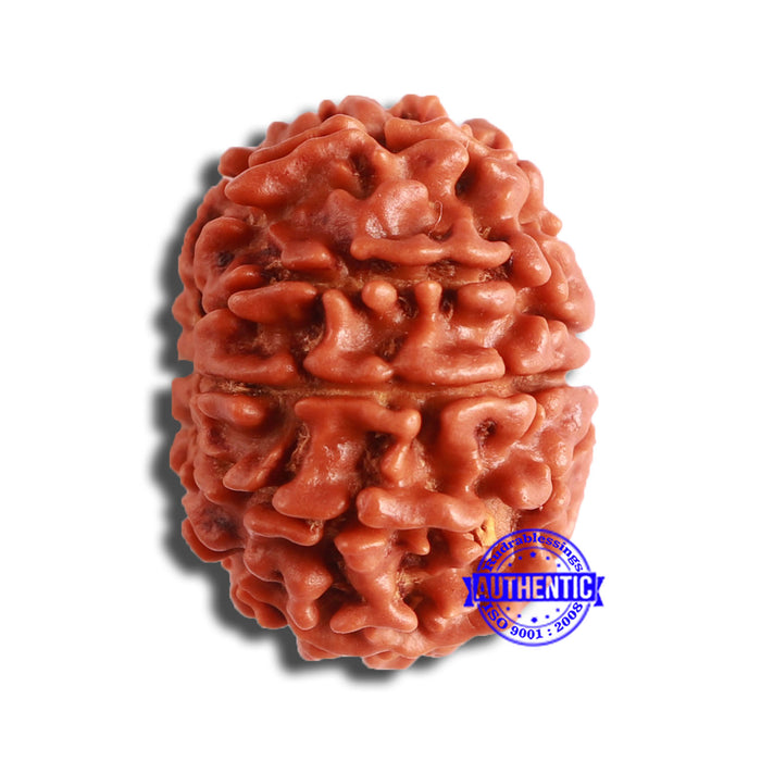 10 Mukhi Nepalese Rudraksha - Bead No. 365