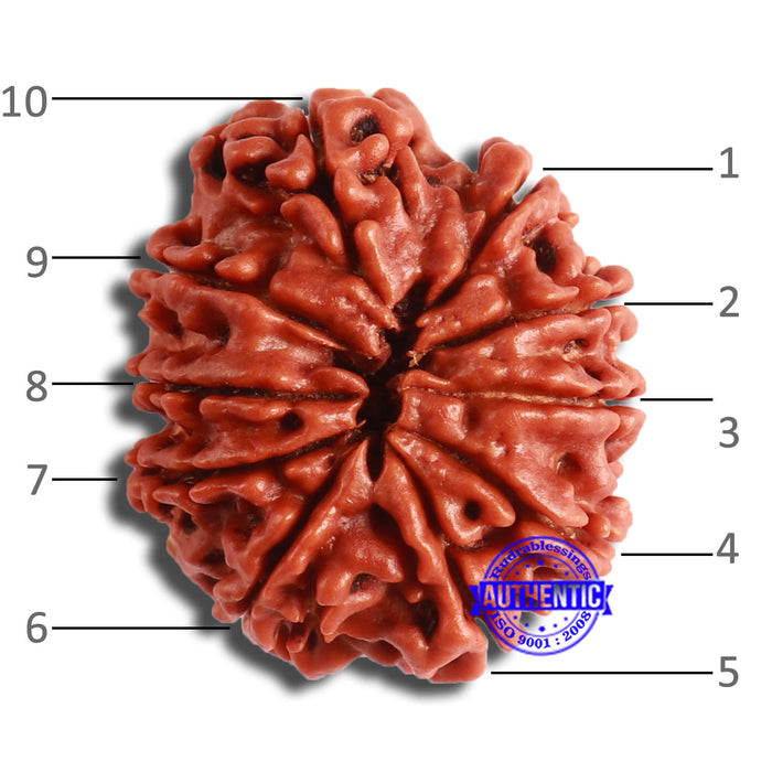 10 Mukhi Nepalese Rudraksha - Bead No 367
